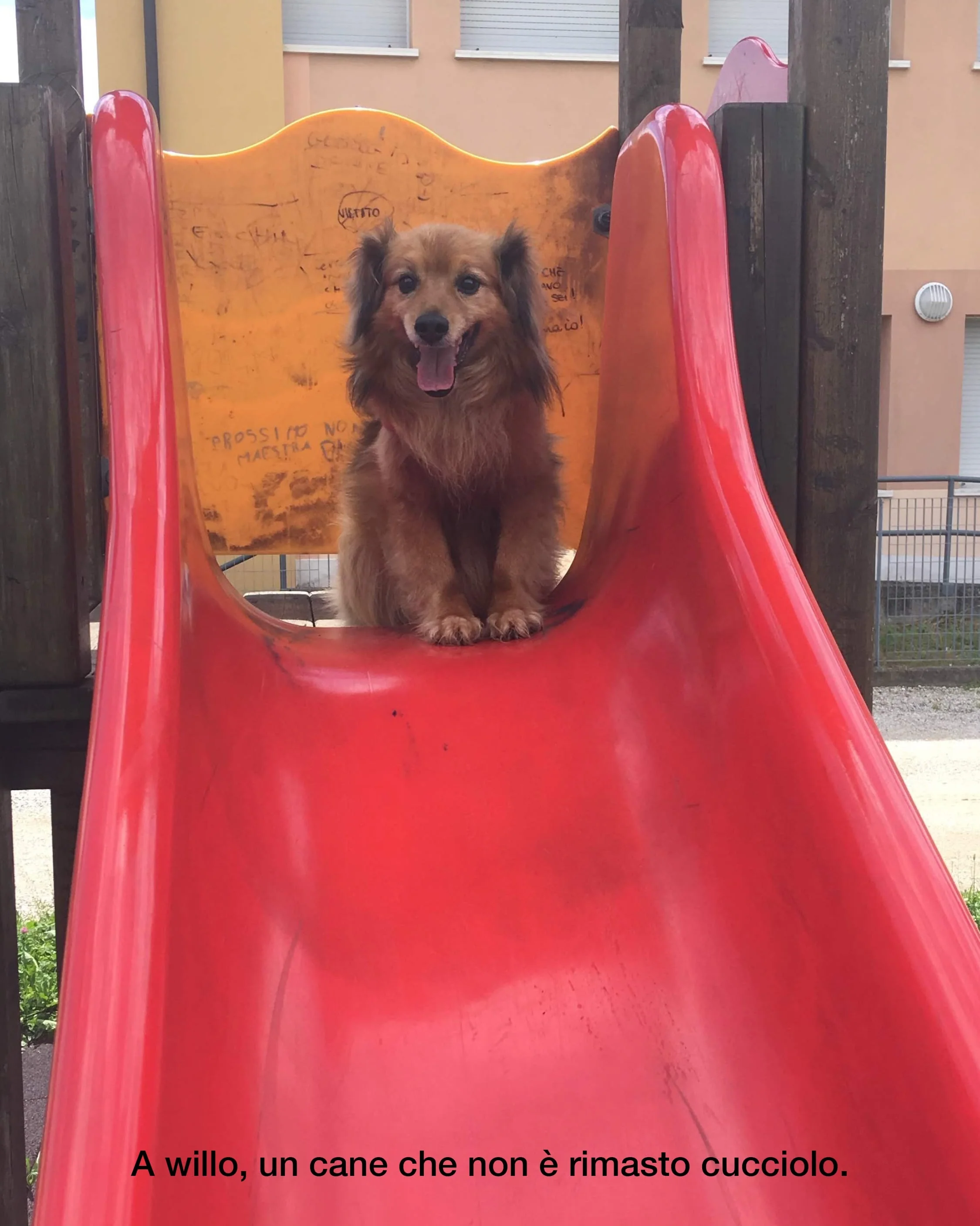 Maledetti Cani - Image 7